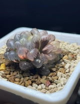 Jeiby review photo