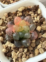 Haylee review photo