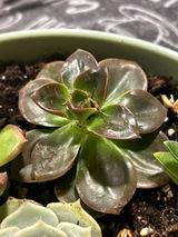 Ethyl review photo