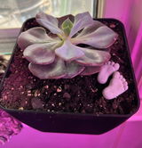Annamarie review photo