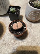 Bernadette review photo