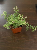 Makenzie review photo
