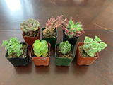 Mertie review photo