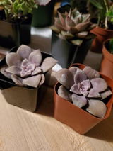 Tia review photo