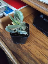 Caterina review photo