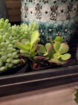 Hilma review photo