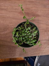 Agnes review photo