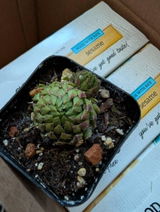 Lora review photo