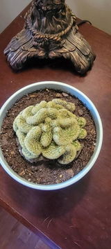 Melvina review photo