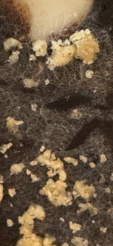 Jas review photo