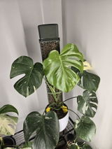 E.c. review photo