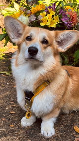 @aikolecorgi review photo