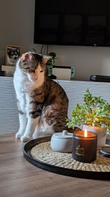 Goose the Cat review photo