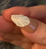 Crista review photo