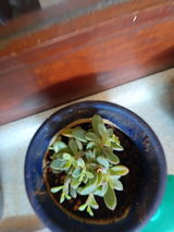 VGPillai review photo