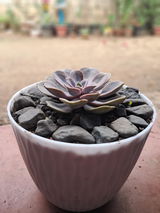 Dinesh bhai vadhiya review photo