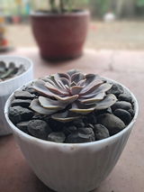 Dinesh bhai vadhiya review photo