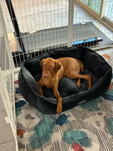 Ziggy’s mommy review photo
