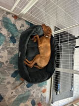 Ziggy’s mommy review photo