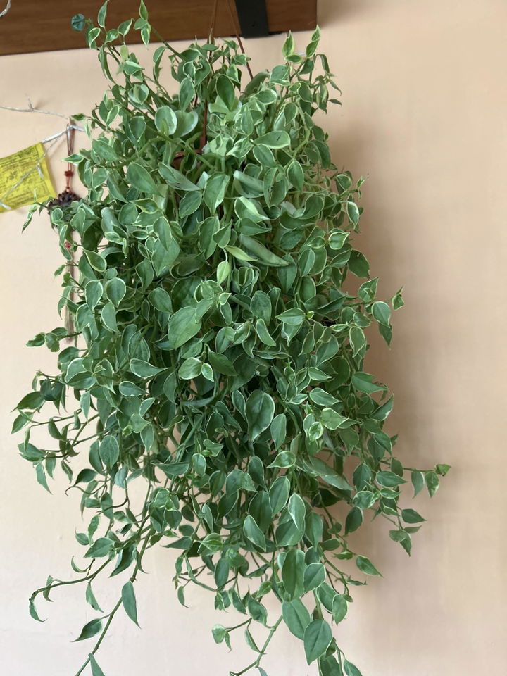 Foto de Alexandra A.M de su Peperomia scandens Variegata