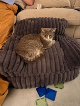 Livvy review photo
