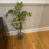 Etsy customer review photo