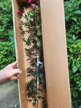 Solomon Liss review photo