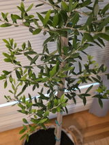 Sheri L review photo