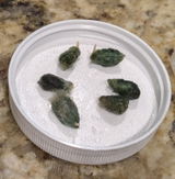 zombiegardener review photo