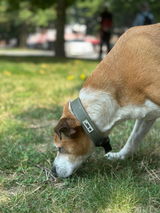 Obi review photo