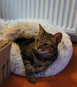 CatMama review photo