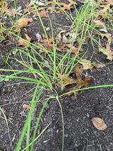 NH PlantNatives review photo
