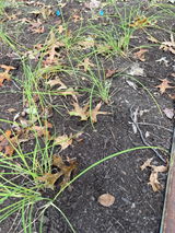 NH PlantNatives review photo