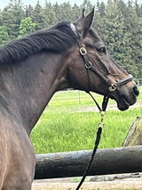 Ani Guter review photo