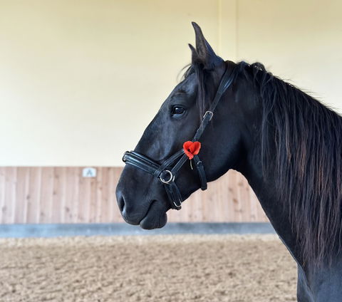 Equibalance BiomeSupport®