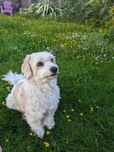 Rubble's Dad review photo