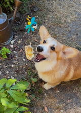 @Aikolecorgi review photo