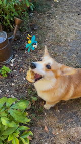 @Aikolecorgi review photo