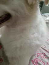 mushtaq B. review photo