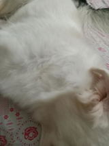 mushtaq B. review photo