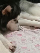 mushtaq B. review photo