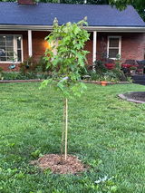 Shane review photo