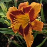 Russell review photo