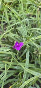 Elizabeth review photo