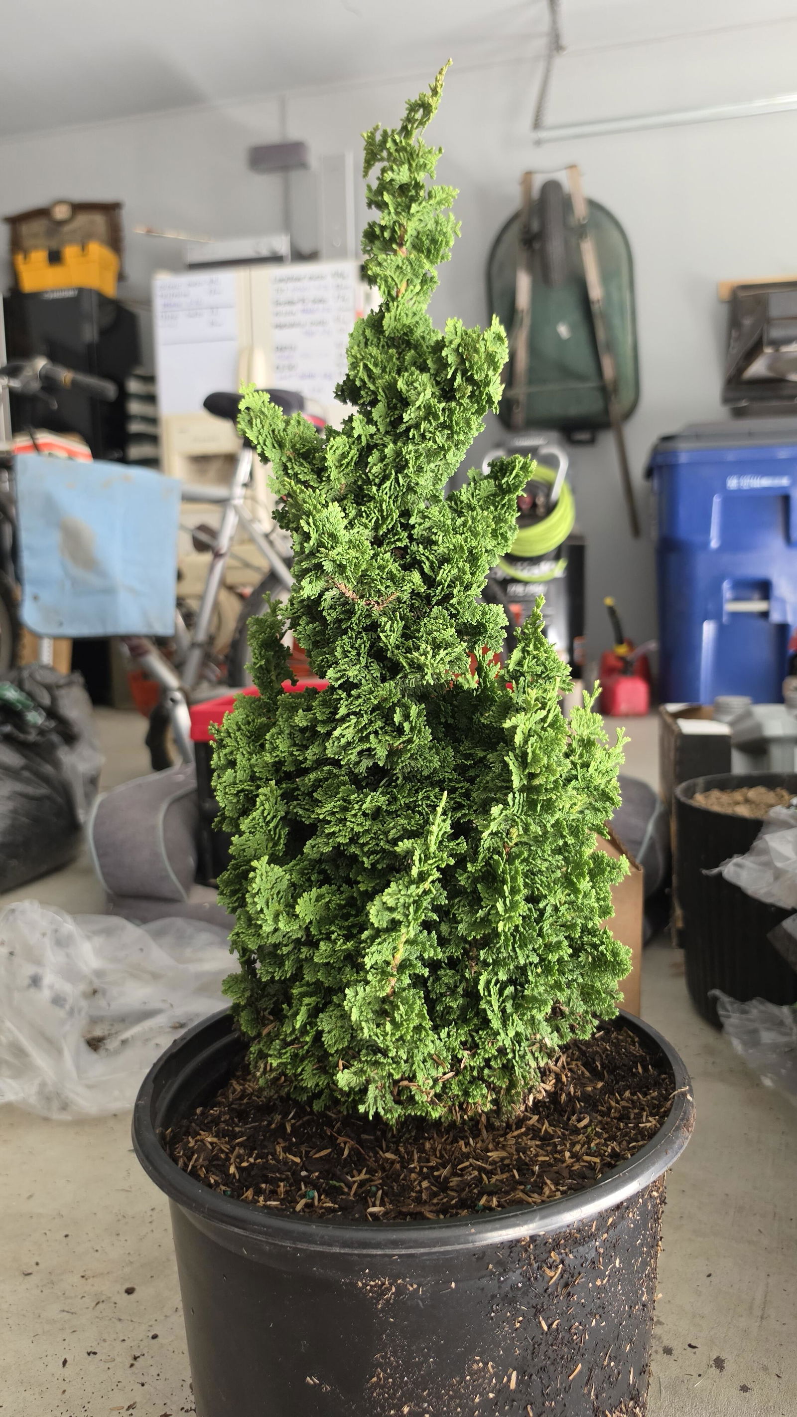 Primo® Dwarf Arborvitae | Buy at NatureHills.com