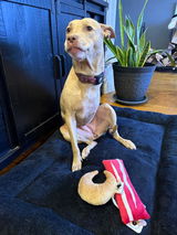 Goodboy W.L. review photo
