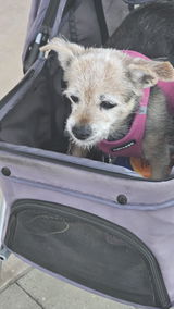 CHERYL SHIRA review photo
