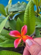 Sophy W. review photo