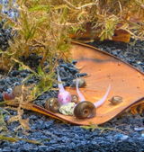 Tadpoles review photo