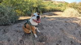 🐕Bodhi The Adventurous Amstaff🐾 review photo